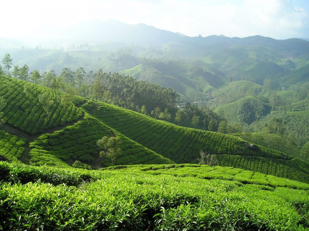 Tea garden Darjeeling